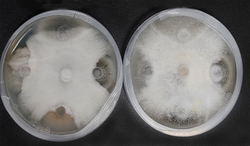 충북농기원, 땅속 병원균 억제하는 '버섯균' 2종 특허출원