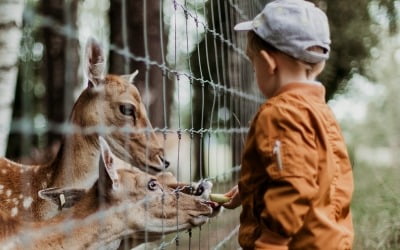 청주동물원 9일 재개장…"위드코로나, 아이와 놀러오세요"
