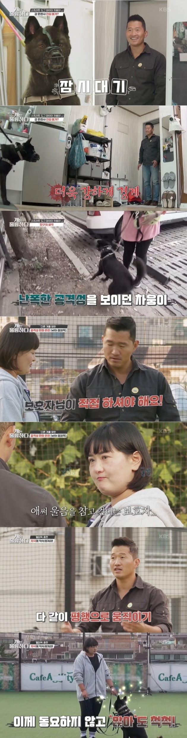 사진=KBS2 '개는 훌륭하다' 방송 캡처