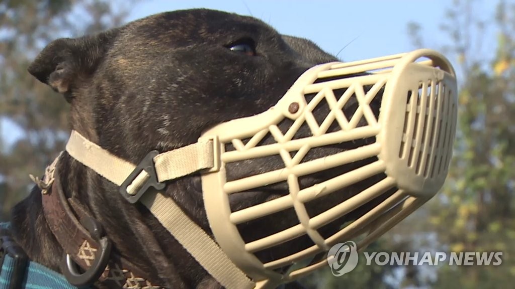 소형견 물어 죽인 로트와일러 견주 항소심서도 벌금 600만원