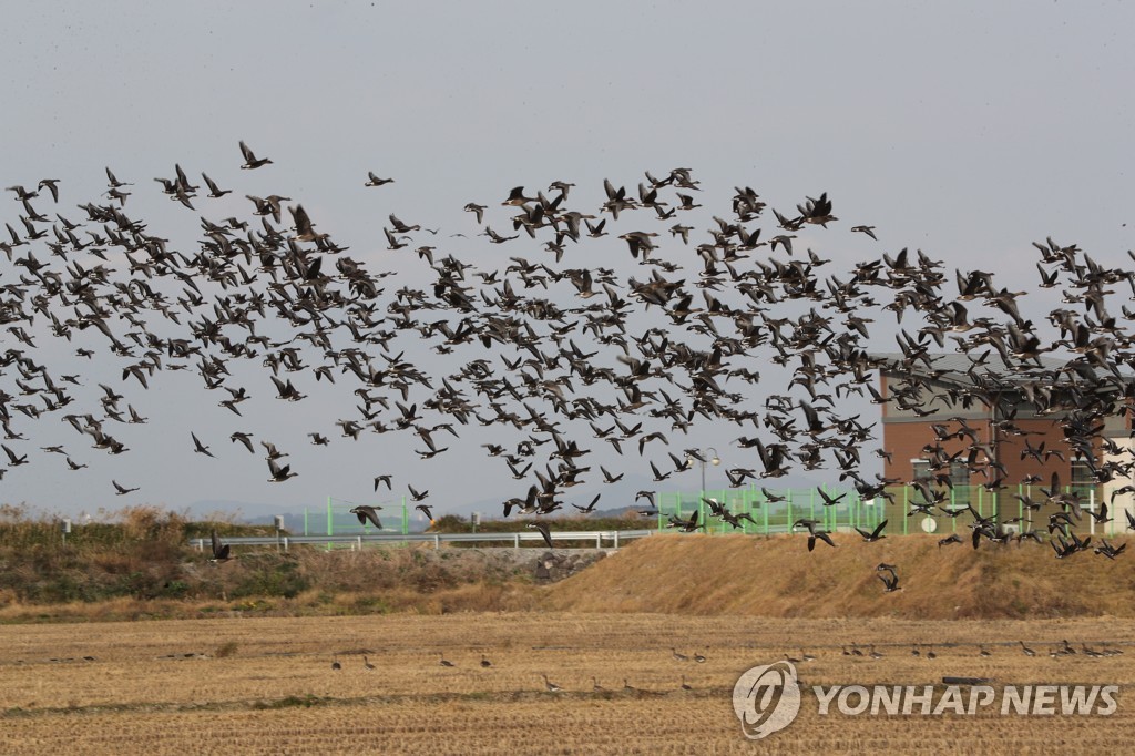 '고병원성AI 비상'…전남 철새도래지 조류 지난해 2배