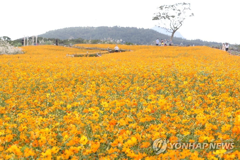 "지금은 위드 코로나 시대"…제주 주말 축제 '풍성'