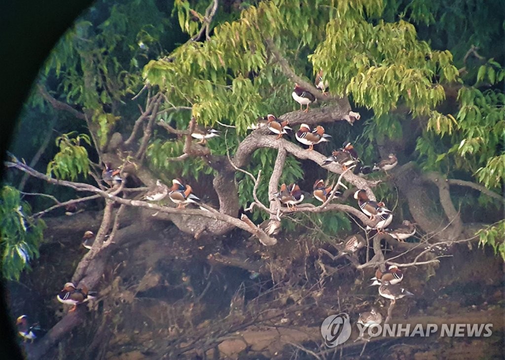 '원앙·수달 서식' 익산 금마저수지 낚시 금지구역 지정