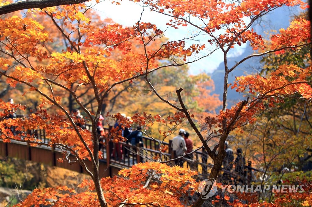 전국 단풍 '절정'…평년보다 매우 늦어