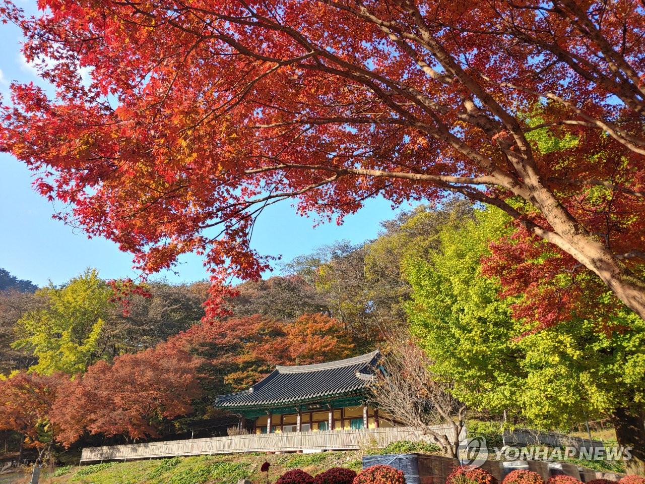 전국 단풍 '절정'…평년보다 매우 늦어