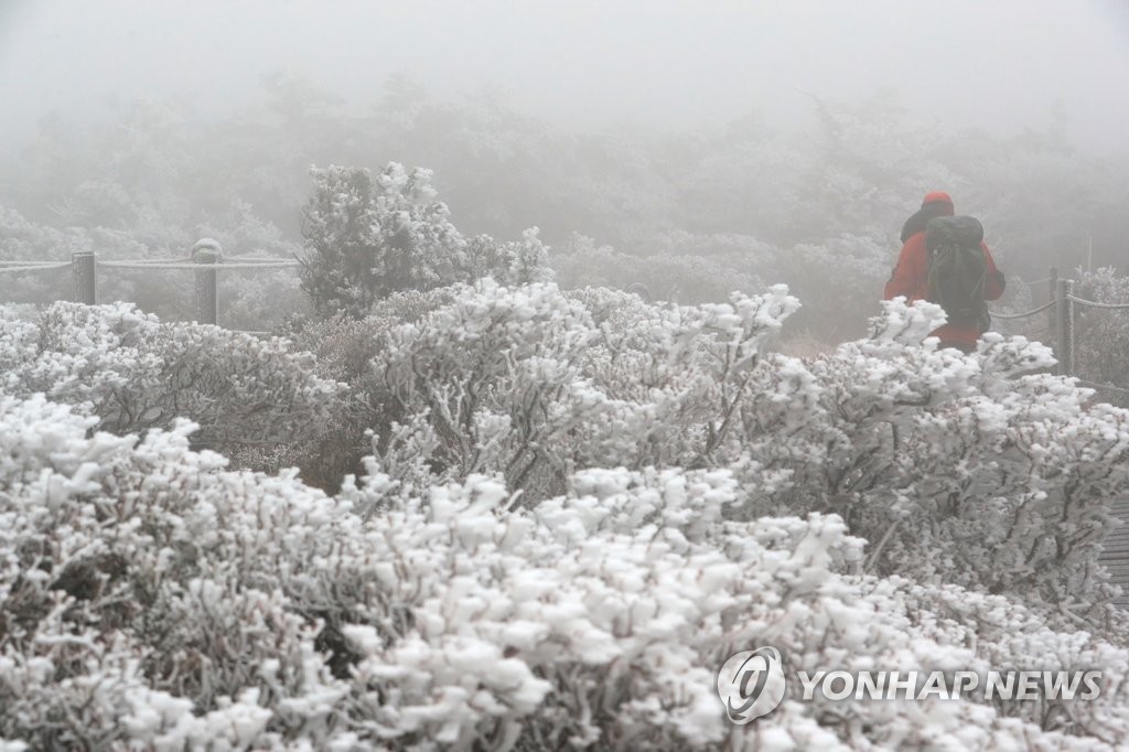 [픽! 제주] 겨울이 성큼…첫눈 내린 한라산 '눈꽃 활짝'