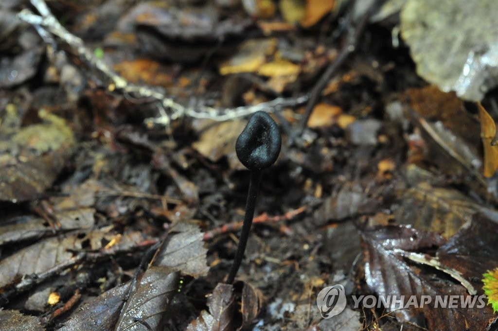 제주 오름에서 미기록 신종 버섯 발견돼…학계 보고