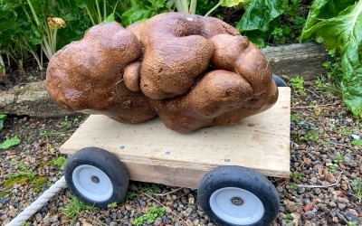 '감자야, 돌이야?' 뉴질랜드서 캐낸 8㎏ 감자…기네스북 도전