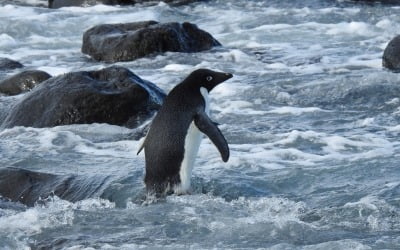 남극 사는 아델리펭귄, 3000㎞ 헤엄쳐 뉴질랜드 깜짝 등장