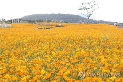 "지금은 위드 코로나 시대"…제주 주말 축제 '풍성'