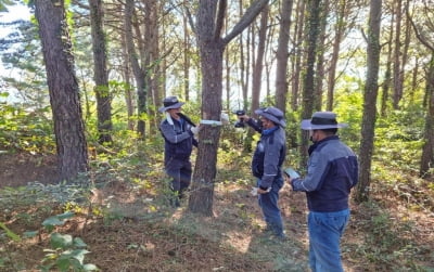 함평에 소나무재선충병 발생…영암국유림관리소 정밀예찰