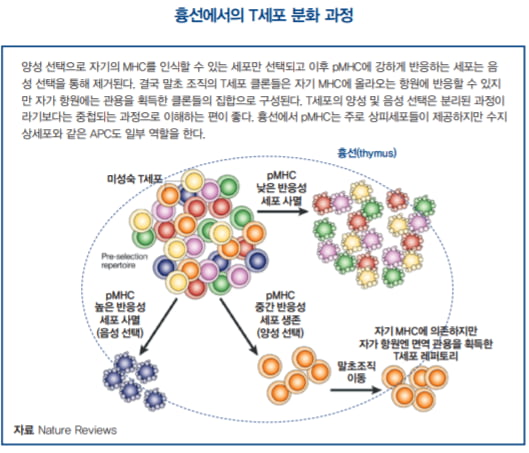 면역 관용, 후천성 면역의 토대 | 한국경제