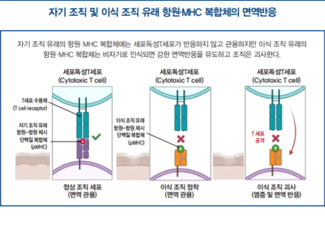 [이승우의 면역학 강의] 면역 관용, 후천성 면역의 토대