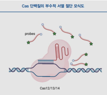 [Cover Story - part 6. DIAGNOSIS] 크리스퍼 유전자 편집 기술을 활용한 분자진단