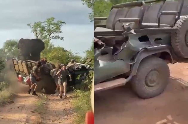수컷 코끼리를 피해 도망치는 사람들(왼쪽)과 종잇장처럼 부서진 사파리 차량(오른쪽). /사진=ItsGoingViral 트위터 영상 캡쳐