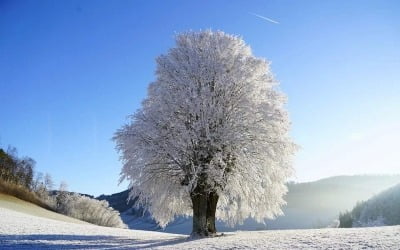 겨울나무, 공광규