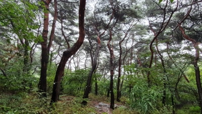 산림청, 올해 ‘국가 산림문화자산’ 10개소 신규 지정