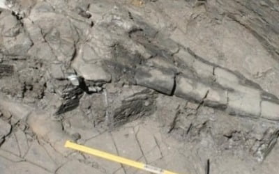 2억4천만년 전 거대 어룡 화석 미국서 발견 '몸체 17m 이상' 
