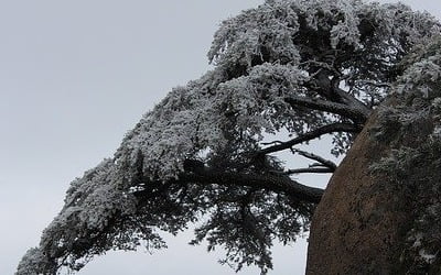 [한국 현대시, 한시로 만나다] 겨울 산에서, 정석권
