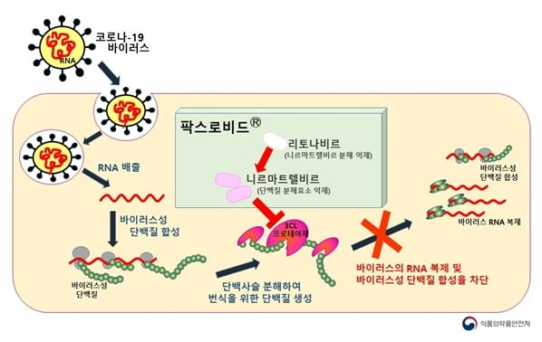 팍스로비드 작용기전 모식도 / 사진제공=식약처