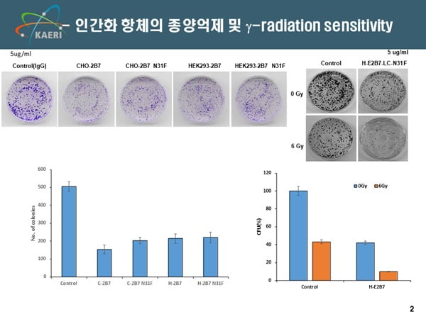 TM4SF4 인간화항체의 종양 억제 및 방사선 민감도 실험 결과 / 사진제공=김인규 박사
