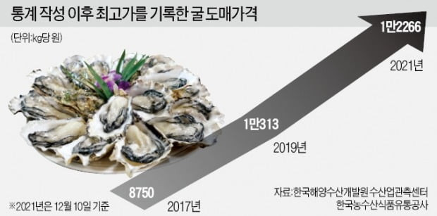 금값 된 굴···양식업 평생 이런 카지노 입플 처음"