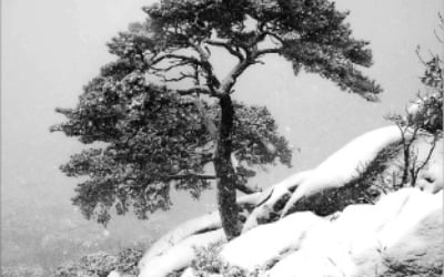 [사진이 있는 아침] 절벽 위 소나무