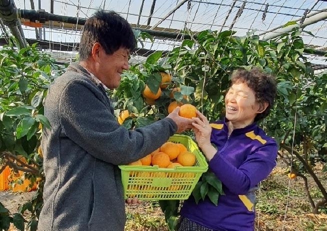 김해 농민이 키운 황금향 첫 출하…6년 만에 재배 성공