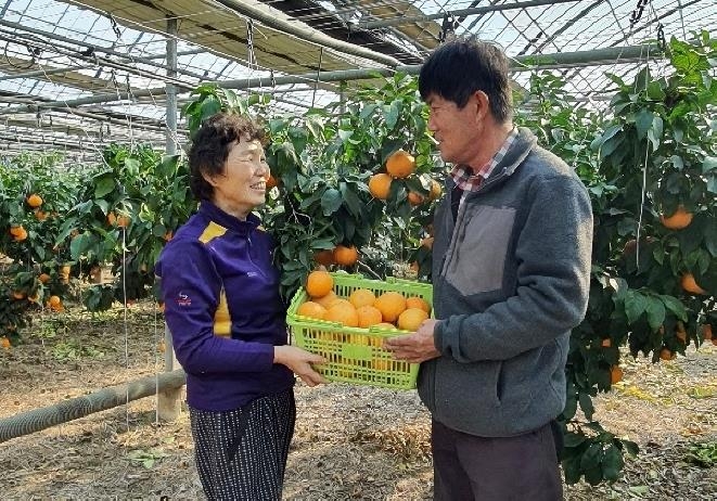 김해 농민이 키운 황금향 첫 출하…6년 만에 재배 성공