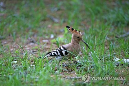 겨울 대구서 발견된 여름 철새 후투티…텃새가 됐나!