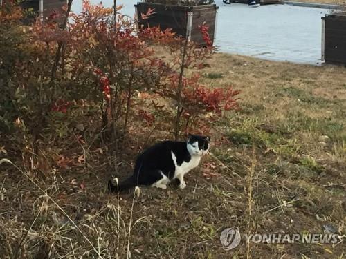 대구 아파트서 길고양이 사체 훼손된 채 발견…경찰 수사