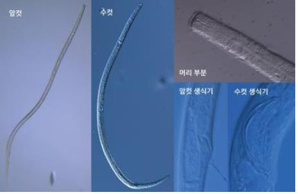 고랑딱개비 등 독도 생물 12종 유전자분석…신종후보군 3종 발견