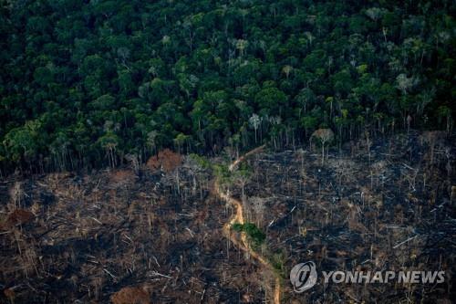 대기 CO₂증가로 식물 광합성 늘었지만…배출량 상쇄엔 역부족