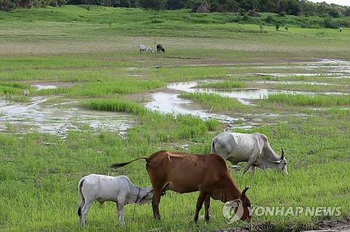 유럽 5개 슈퍼마켓, 삼림벌채 관련 브라질산 육류품 보이콧