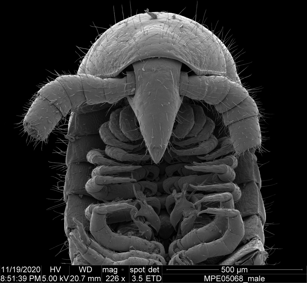 호주서 다리 1천개 이상 달린 벌레 사상 처음 발견