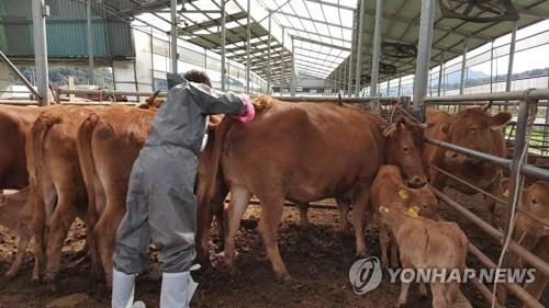 세종시 구제역 항체 양성률 전국평균 웃돌아…평균 97%