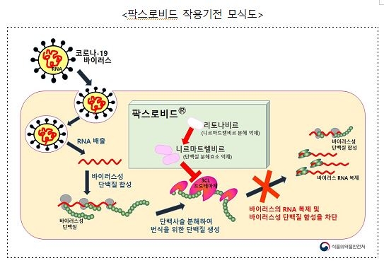 내달 먹는 코로나19 치료제 도입…식약처, 팍스로비드 긴급승인(종합2보)