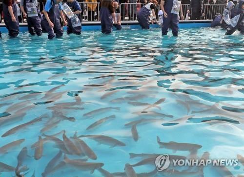 겨울 축제 취소한 강원 자치단체, 행사용 물고기 소진 '안간힘'