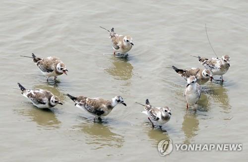 인천시, '희귀종 서식' 송도갯벌 체계적 관리 나선다