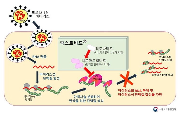 식약처, 화이자 경구용 코로나 치료제 긴급사용승인