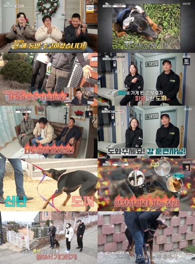 사진=KBS2 ‘개는 훌륭하다’ 방송 캡처
