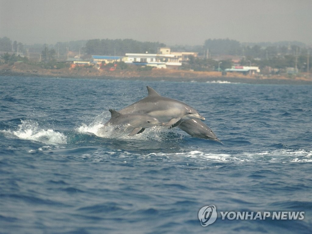 해수부, 남방큰돌고래 보호책 마련…50ｍ 떨어져 선박 운항해야