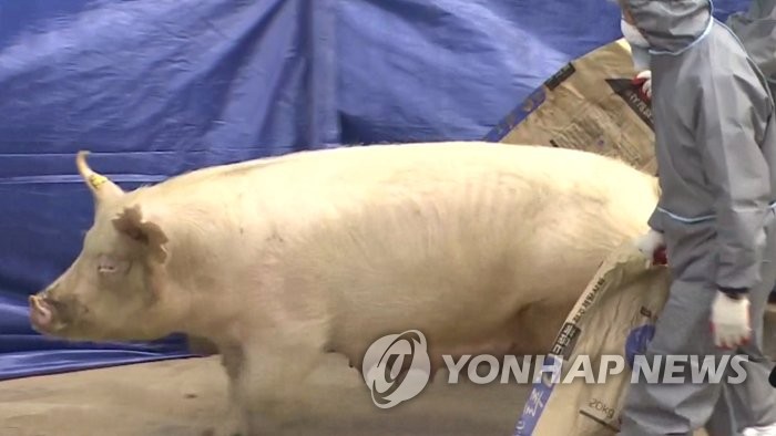 구제역 백신으로 생긴 고름 그대로 돼지목살 유통 3명 징역형