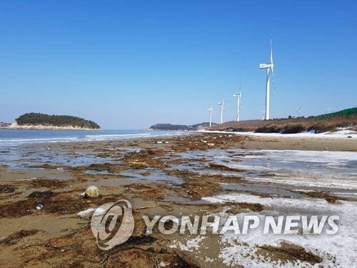 해수부, '바다의 불청객' 괭생이모자반 피해 방지대책 수립