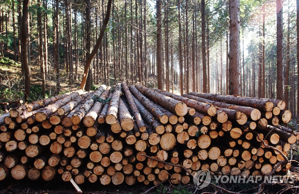 작년 목재 이용량 2천726만5천㎥…국산 목재 이용률 15.7%