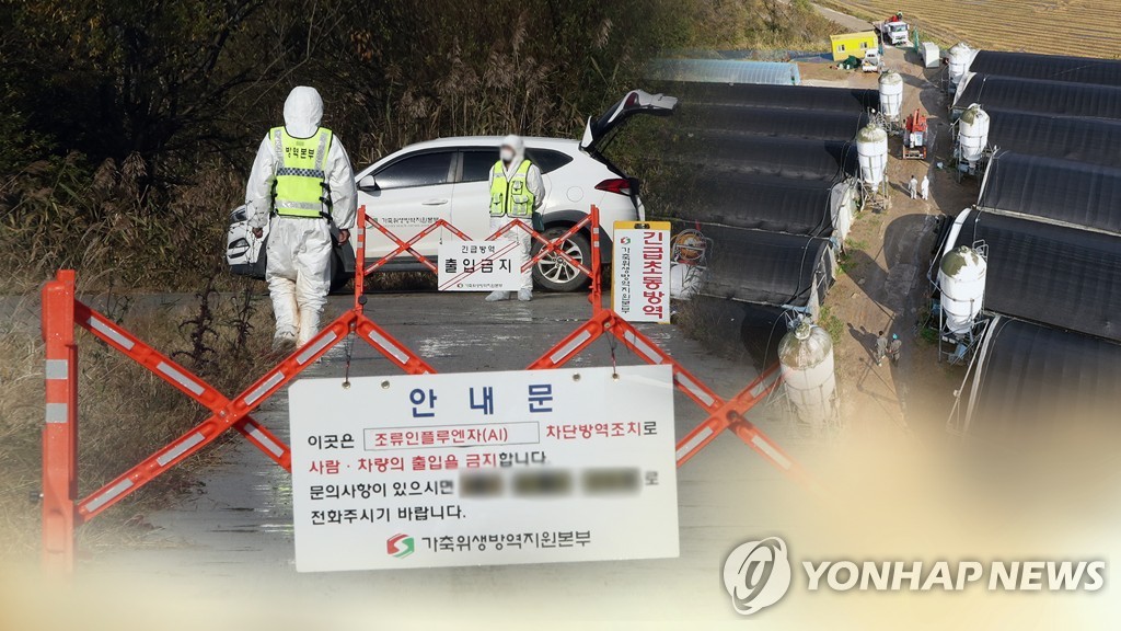 천안 산란계 농장 고병원성 AI 확진…가금류 23만 마리 살처분