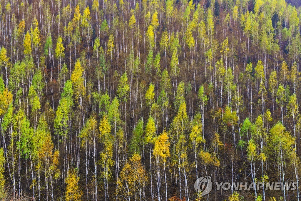 기후변화로 자생식물 개엽시기 빨라지고 낙엽시기 늦어져