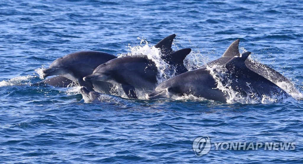 제주항공, 제주 바다 남방큰돌고래 지킴이 된다