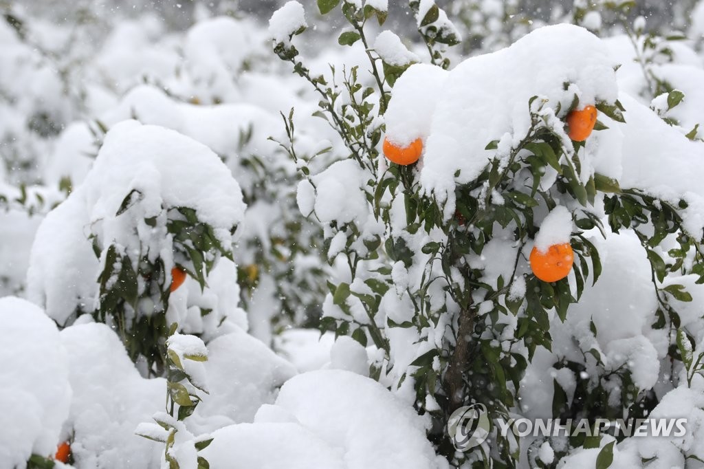 제주시, 겨울철 농업 재해대책 종합상황실 운영