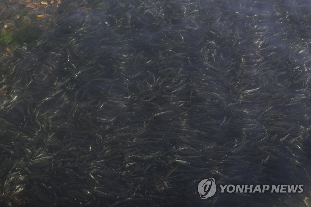 마산항에 가숭어떼 '물반 고기반'…서항지구 친수공간서 관찰